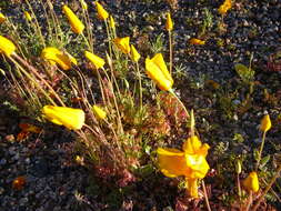 Image of California poppy