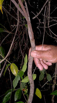 Image of Niedenzuella acutifolia (Cav.) W. R. Anderson