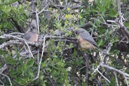 Image of White-backed Mousebird