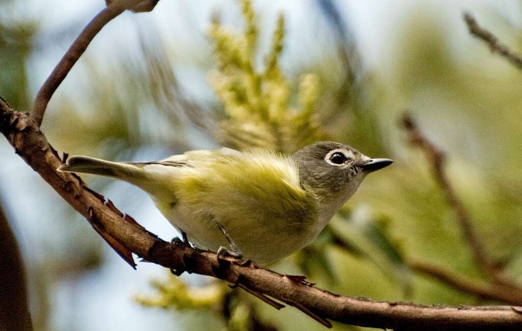 Image of Cassin's Vireo