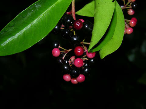 Plancia ëd Ardisia compressa Kunth