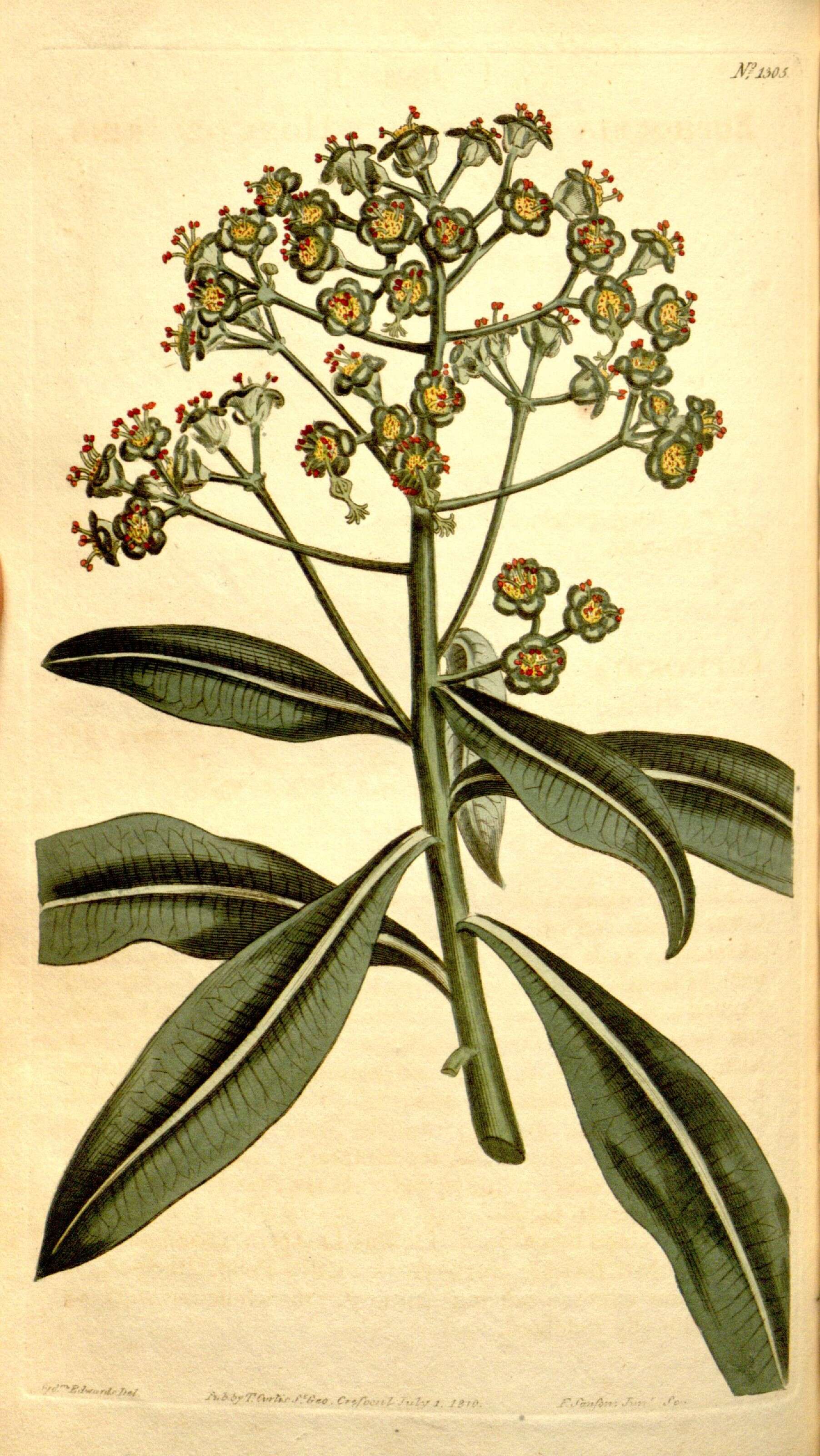 Image of Canary Spurge