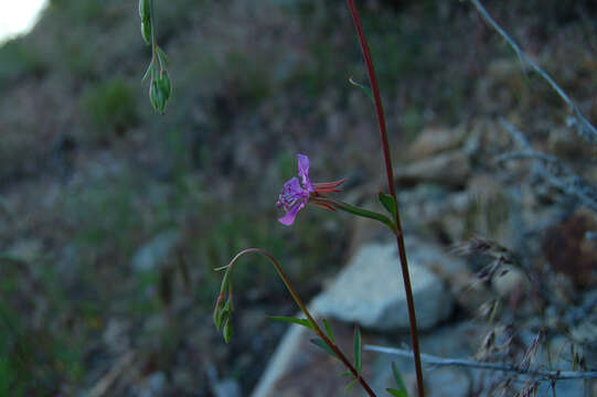 Image de Clarkia rhomboidea Dougl.