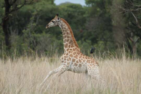 Plancia ëd Giraffa camelopardalis (Linnaeus 1758)