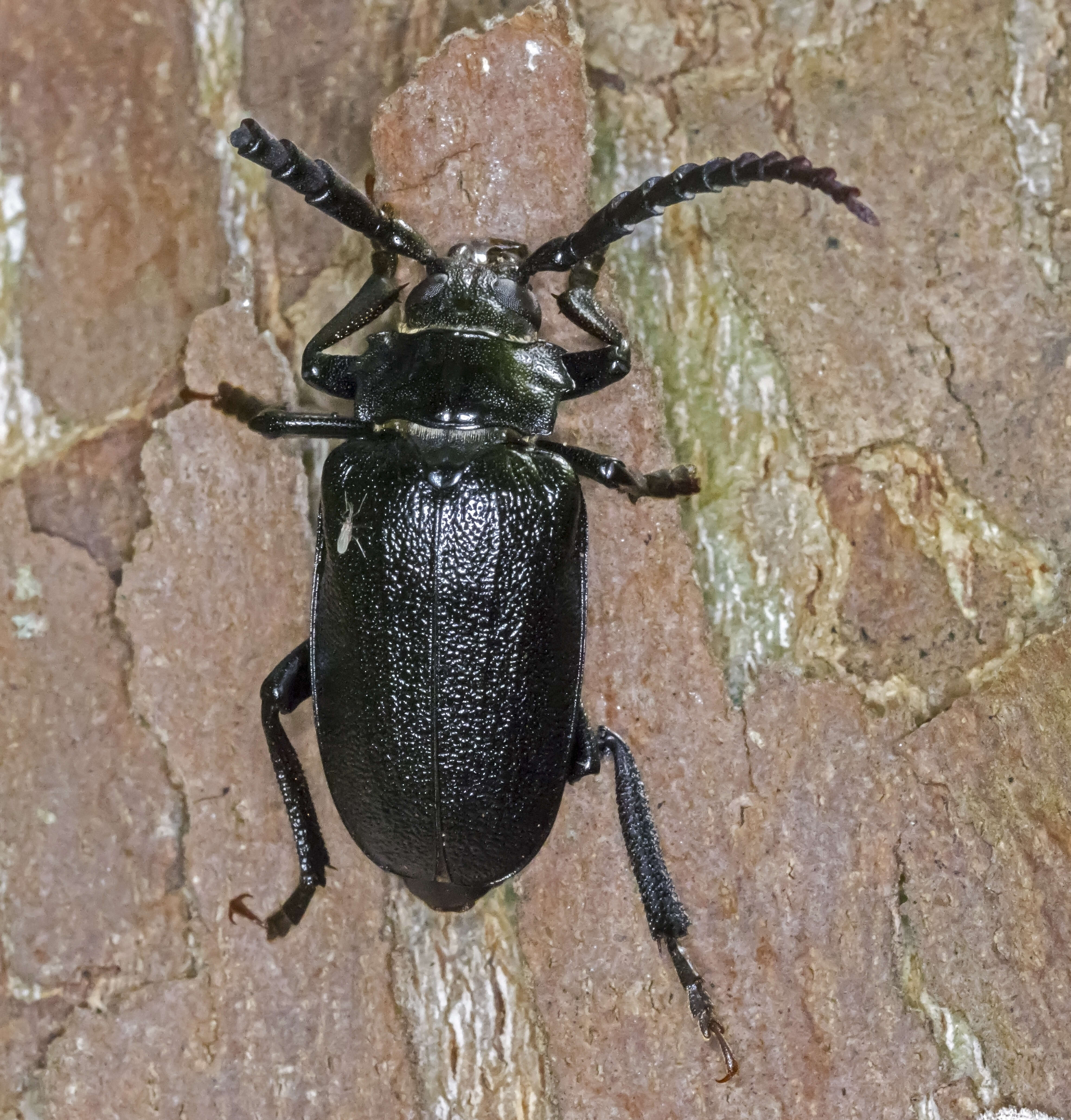 Image of Broad-necked Root Borer