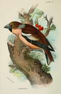 Image of Coccothraustes Brisson 1760