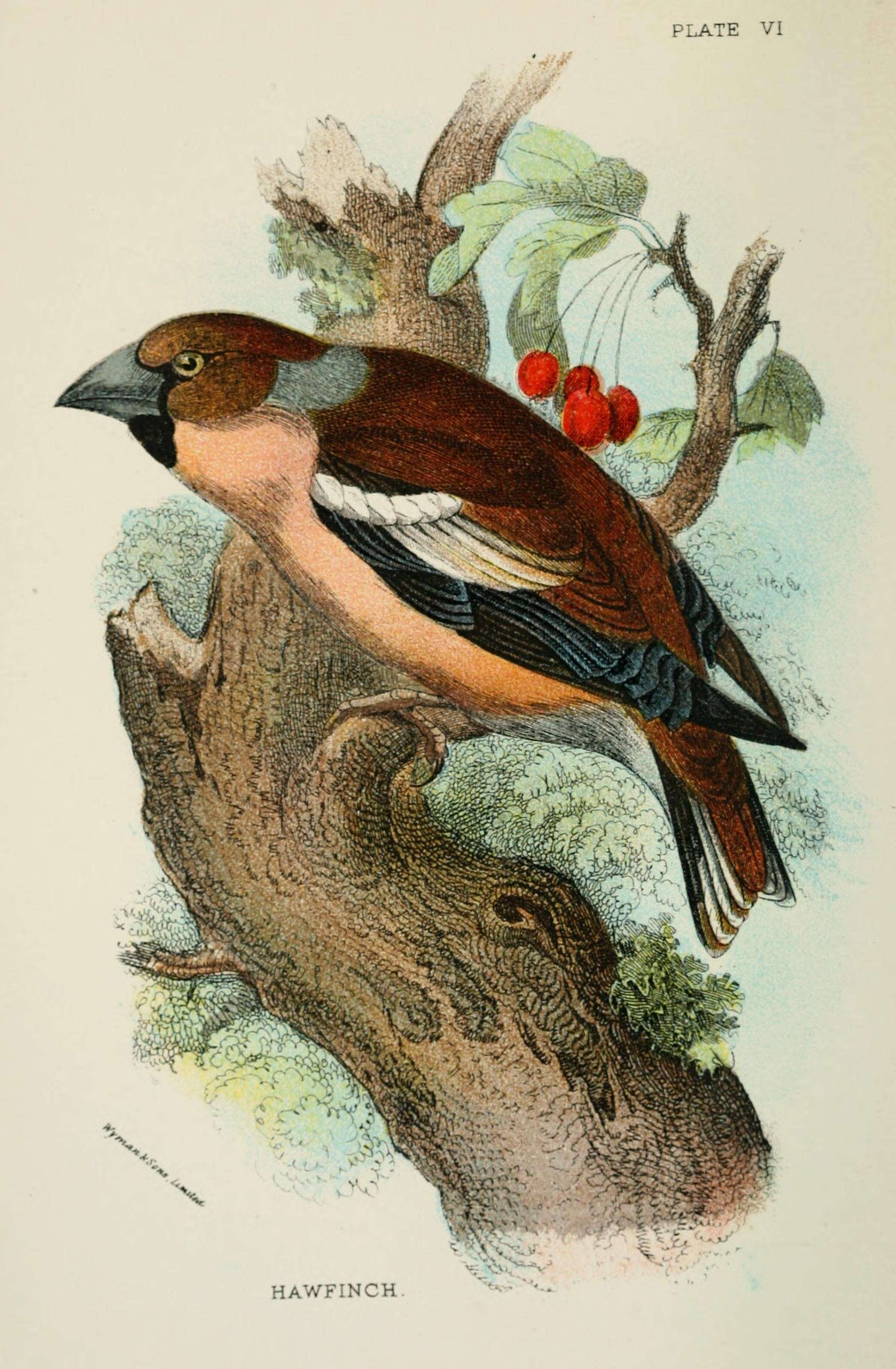 Image of Coccothraustes Brisson 1760