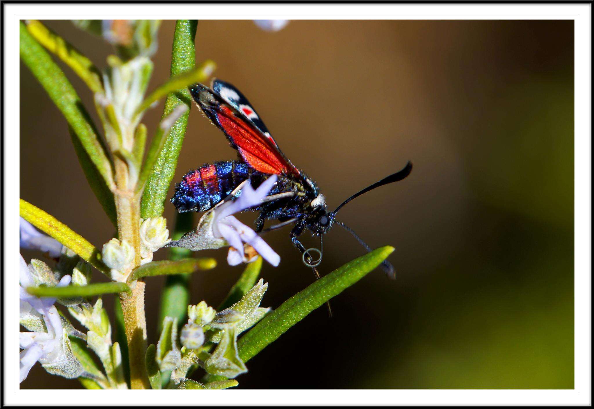 Plancia ëd Zygaena occitanica Villers 1789