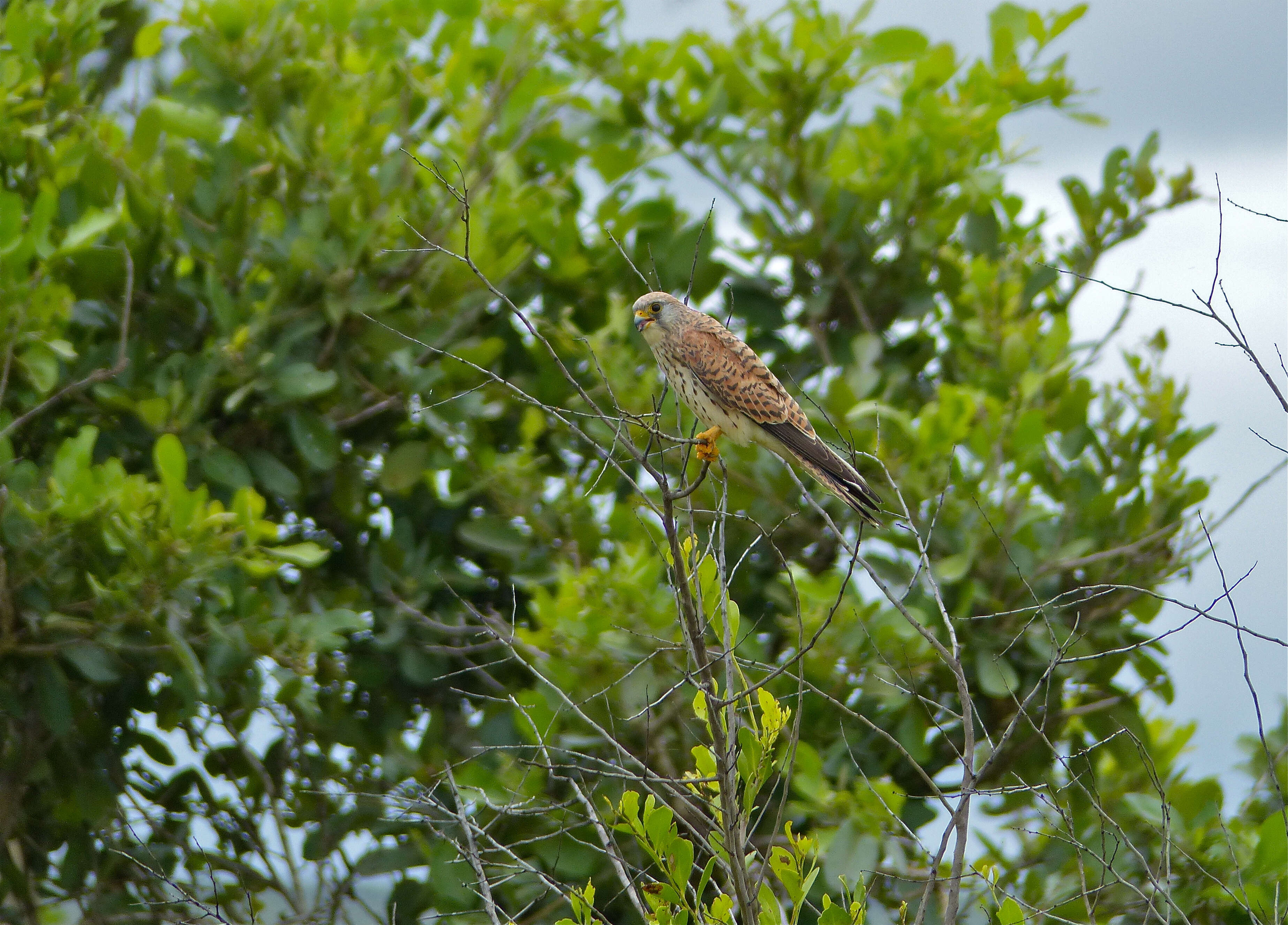 Image of Lesser Kestrel