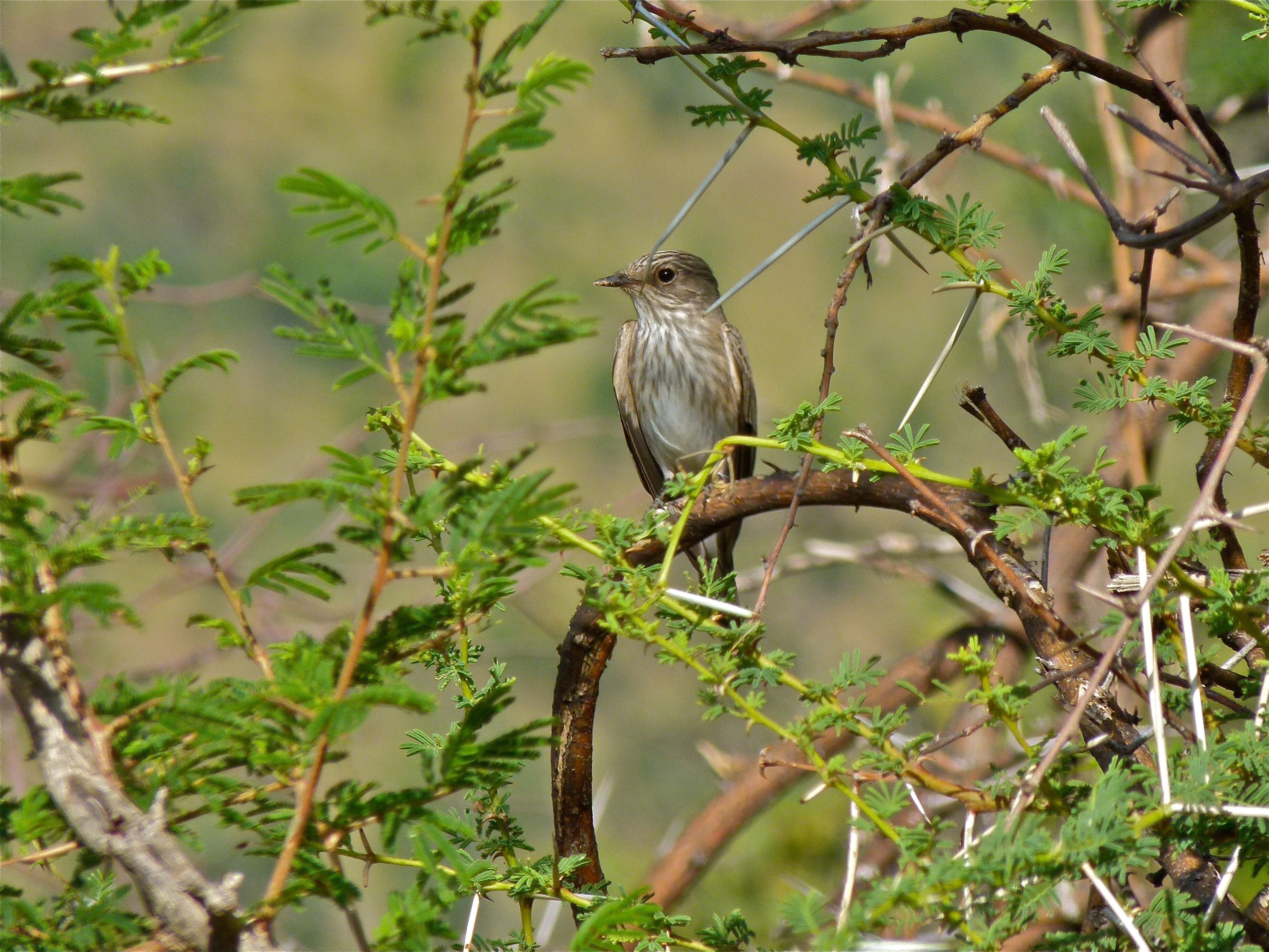 Image of Muscicapa Brisson 1760