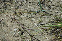 Image of distant sedge