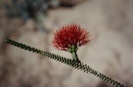 Image of Sand bottlebrush