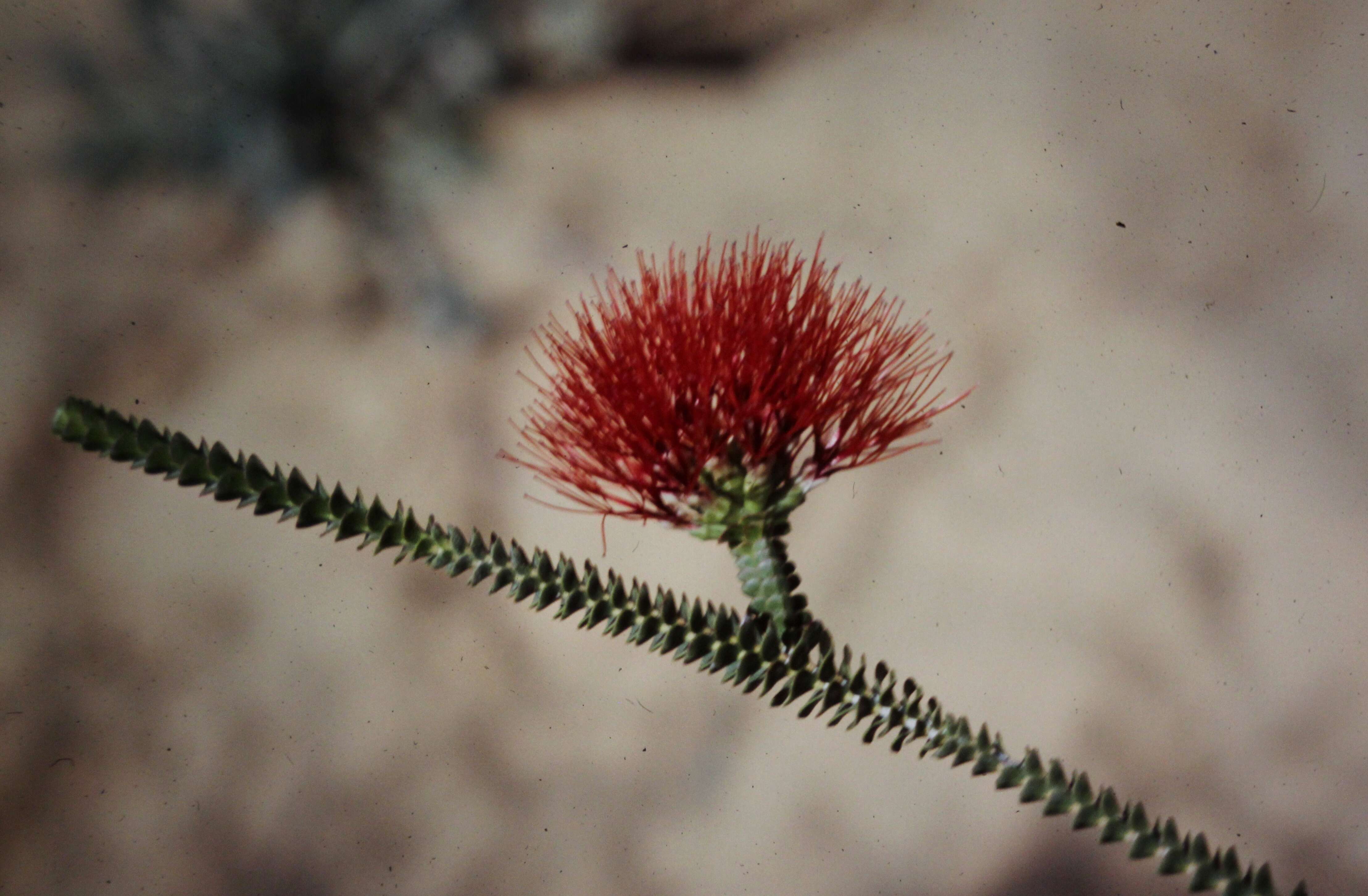 Image of Sand bottlebrush