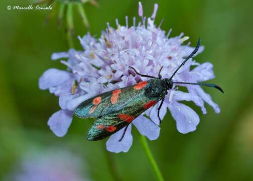 Image of six-spot burnet