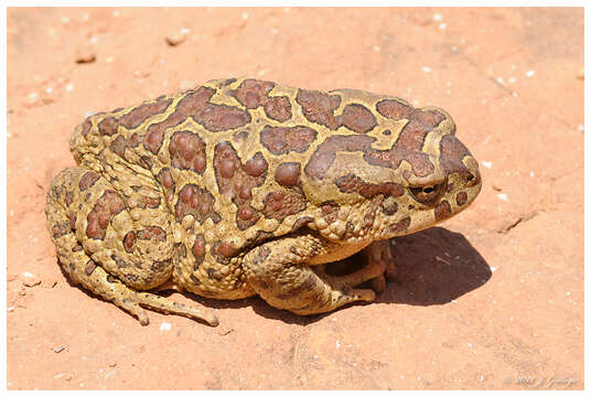 Image of Sclerophrys Tschudi 1838