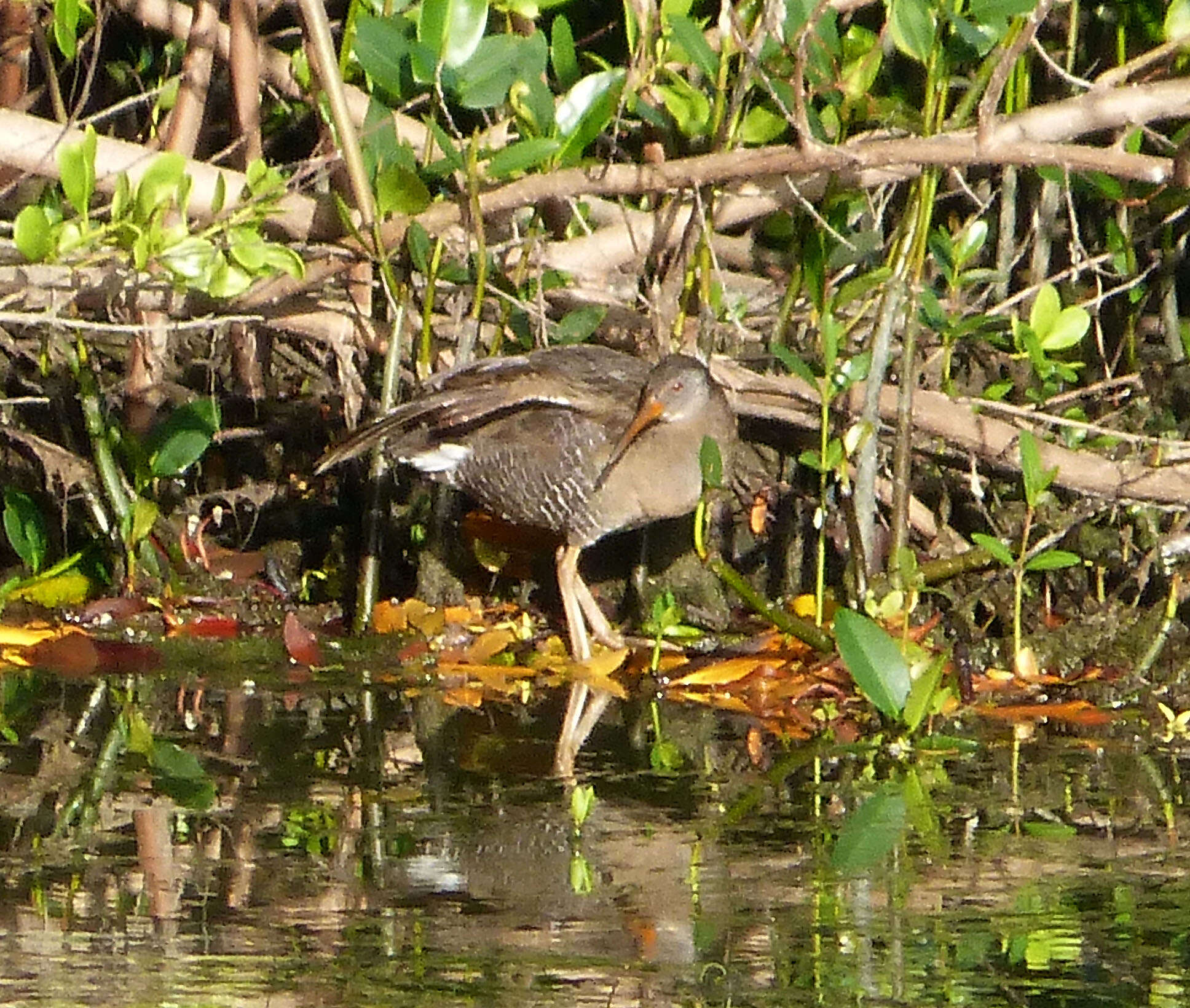 Image of Mangrove Rail