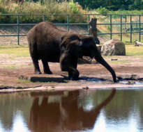 Image of African bush elephant