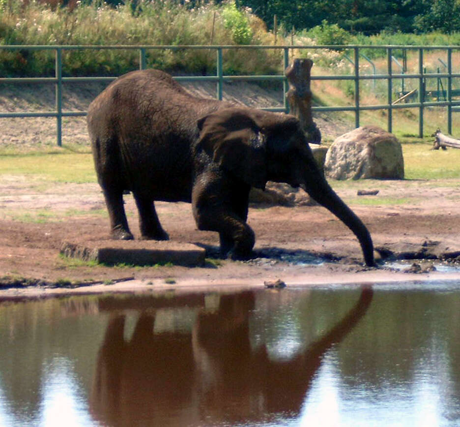 Image of African elephant