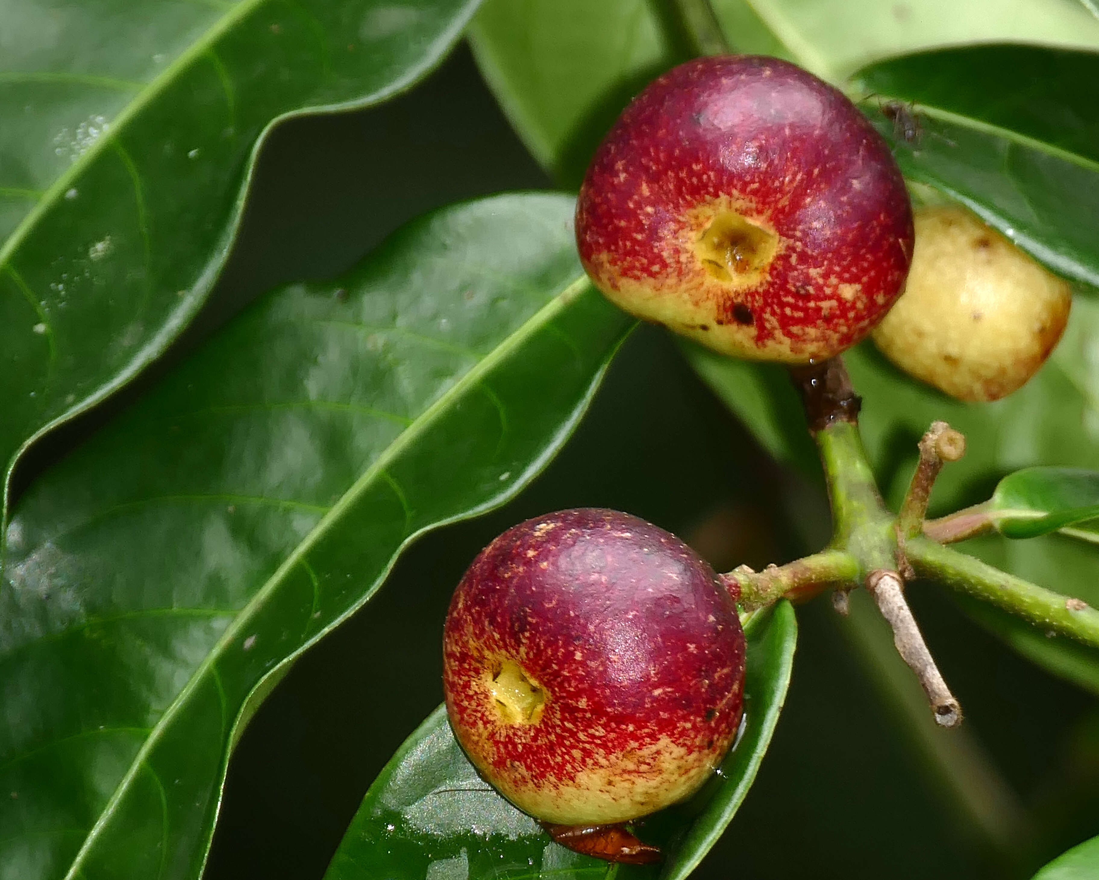 Image of Siparuna guianensis Aubl.