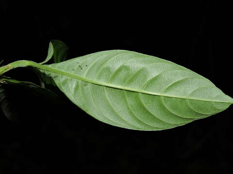 Imagem de Palicourea racemosa (Aubl.) Borhidi