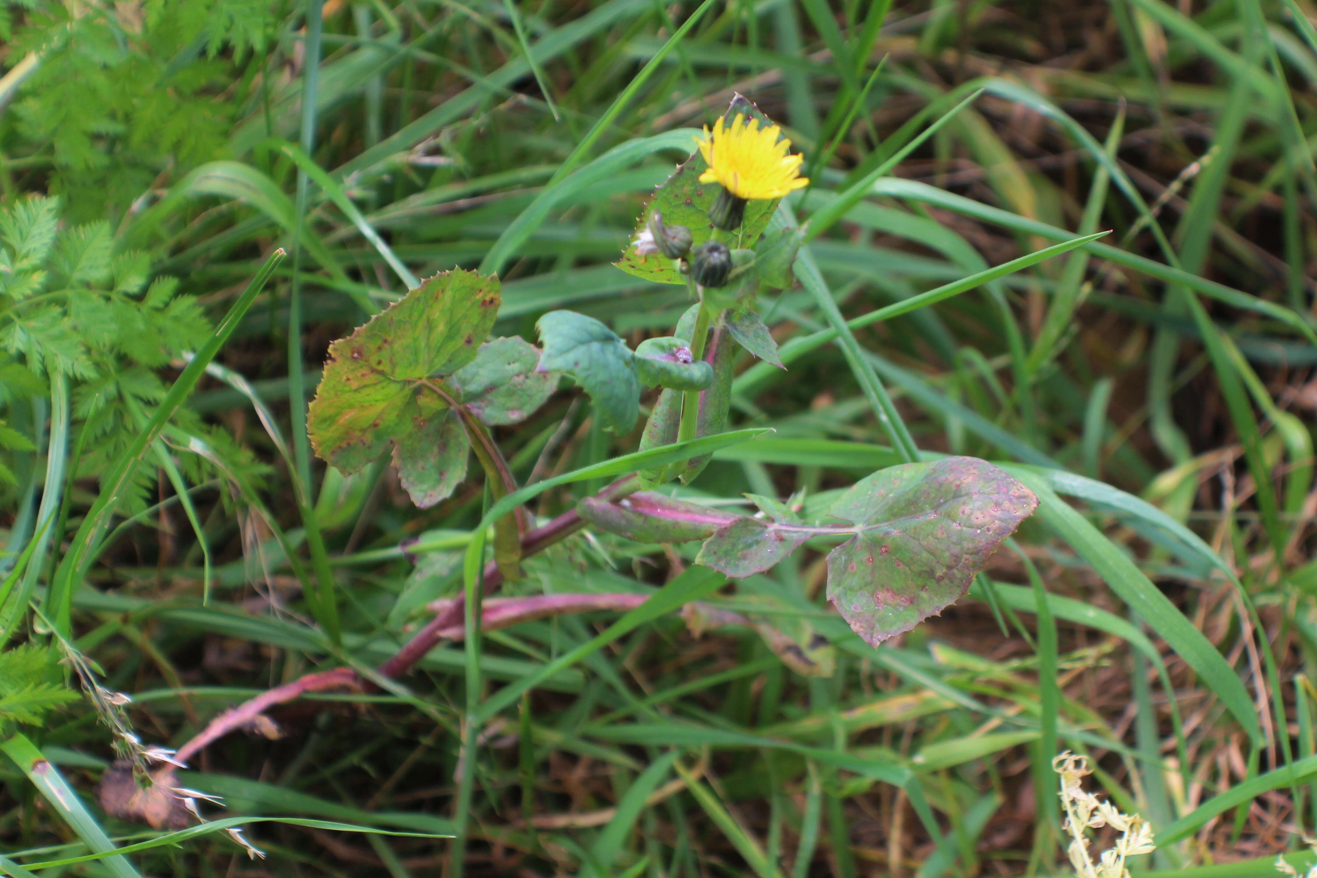 Image of sowthistle