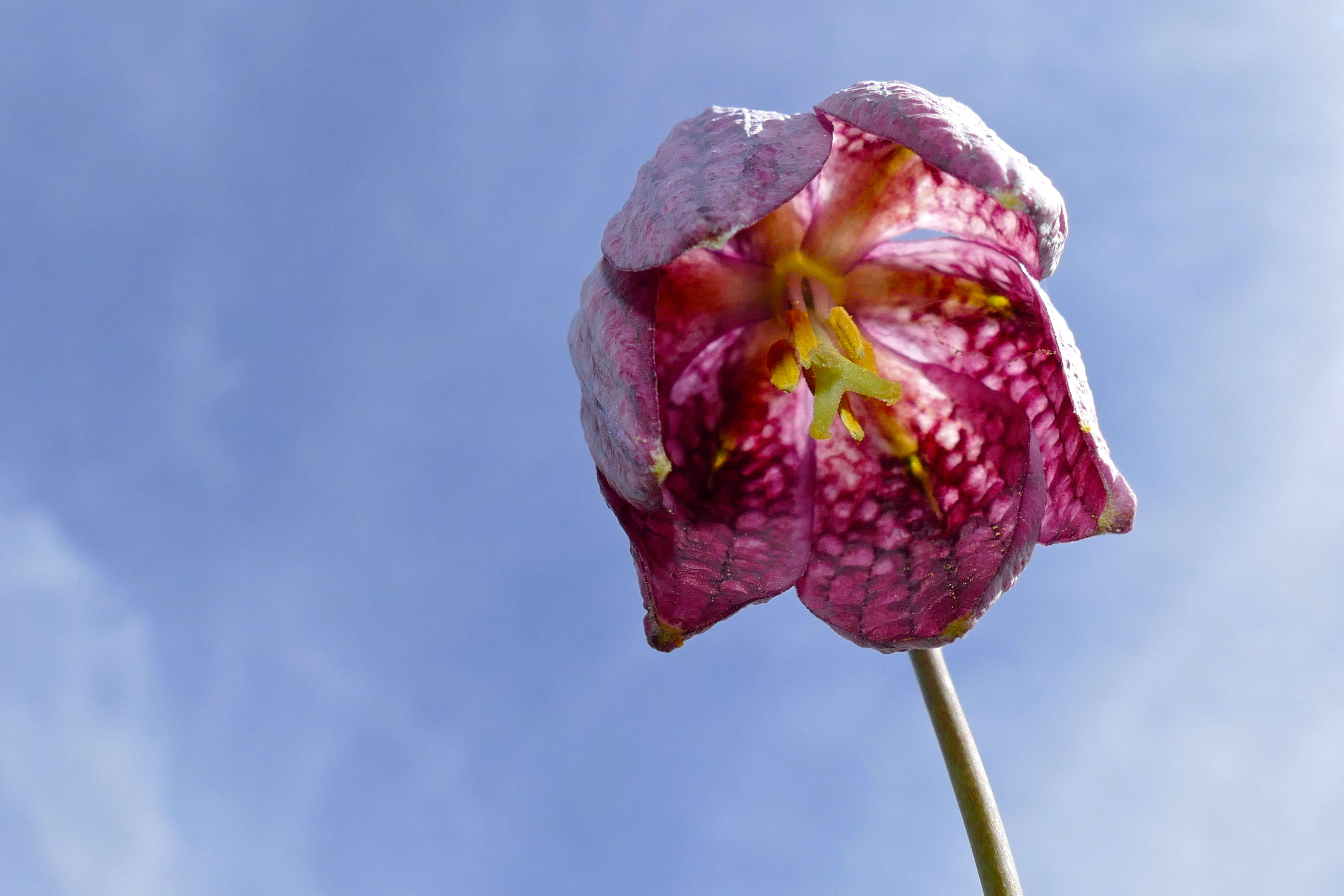 Image of fritillaries