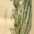 Image of Sarcoglottis acaulis (Sm.) Schltr.
