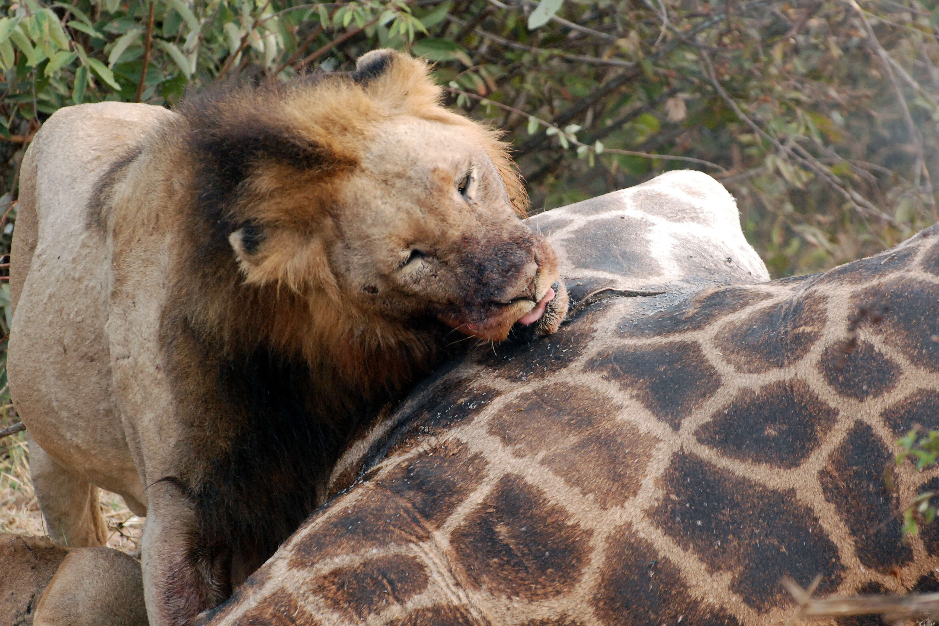 Image of big cats