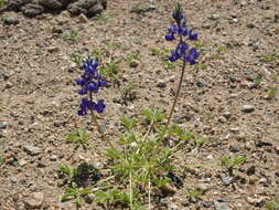 Image of Mojave lupine