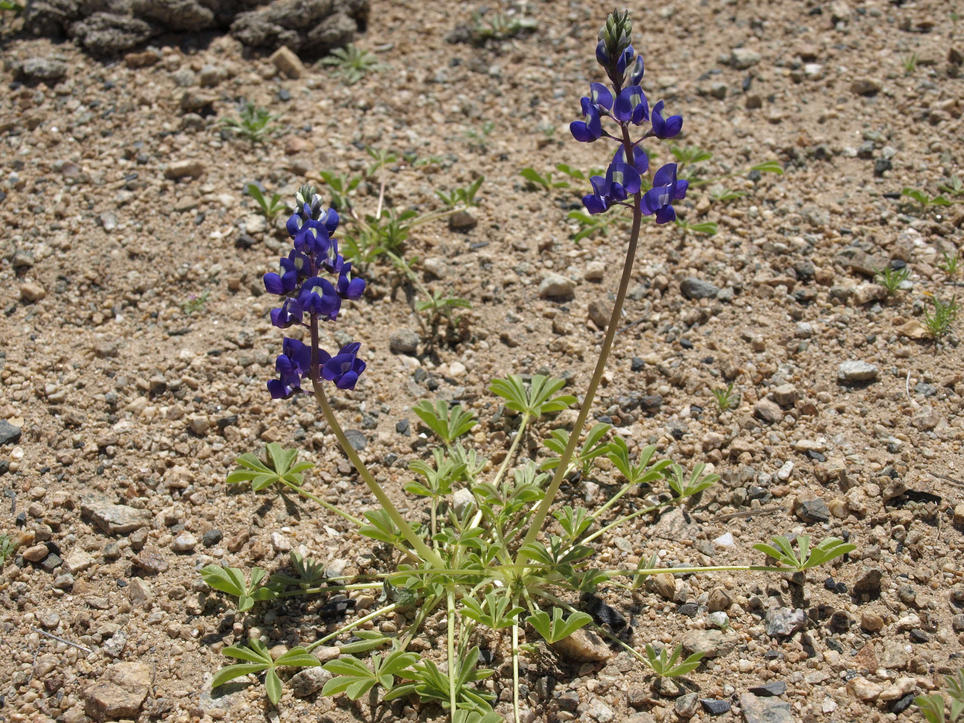 Image of Mojave lupine