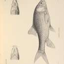 Image of Labeobarbus surkis (Rüppell 1835)