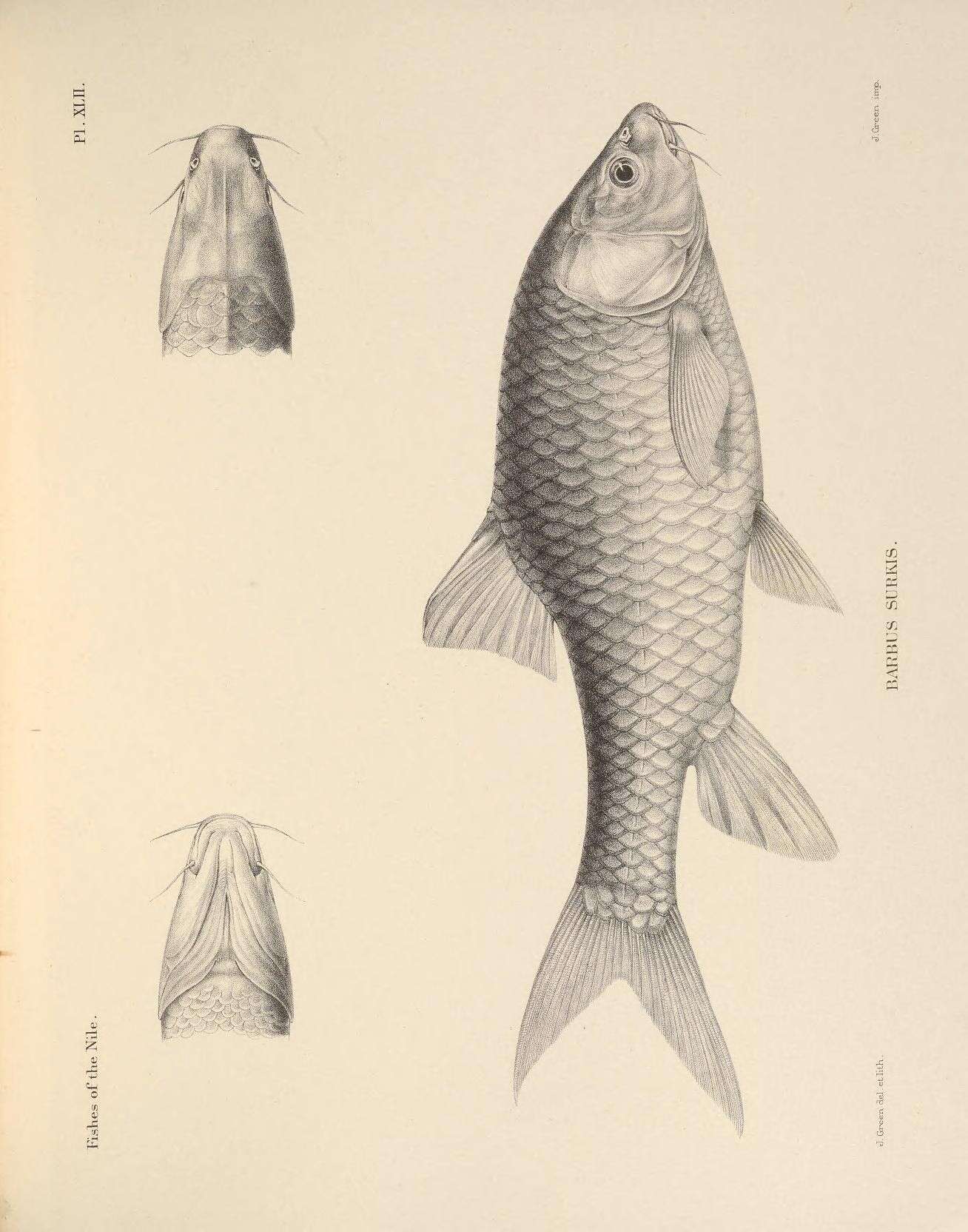 Слика од Labeobarbus surkis (Rüppell 1835)