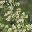 Слика од Atraphaxis pyrifolia Bunge