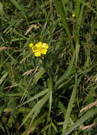 Image of Greater Spearwort