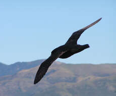 Image of Westland Black Petrel