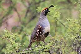 Image of Gambel's Quail