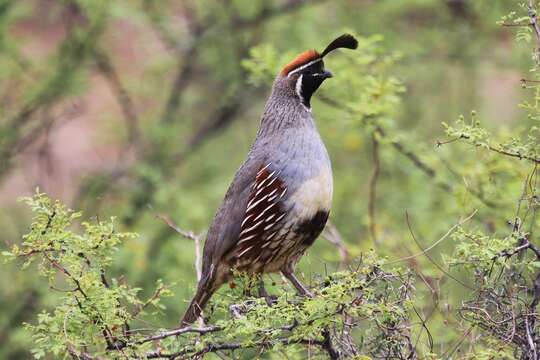 Image of Gambel's Quail