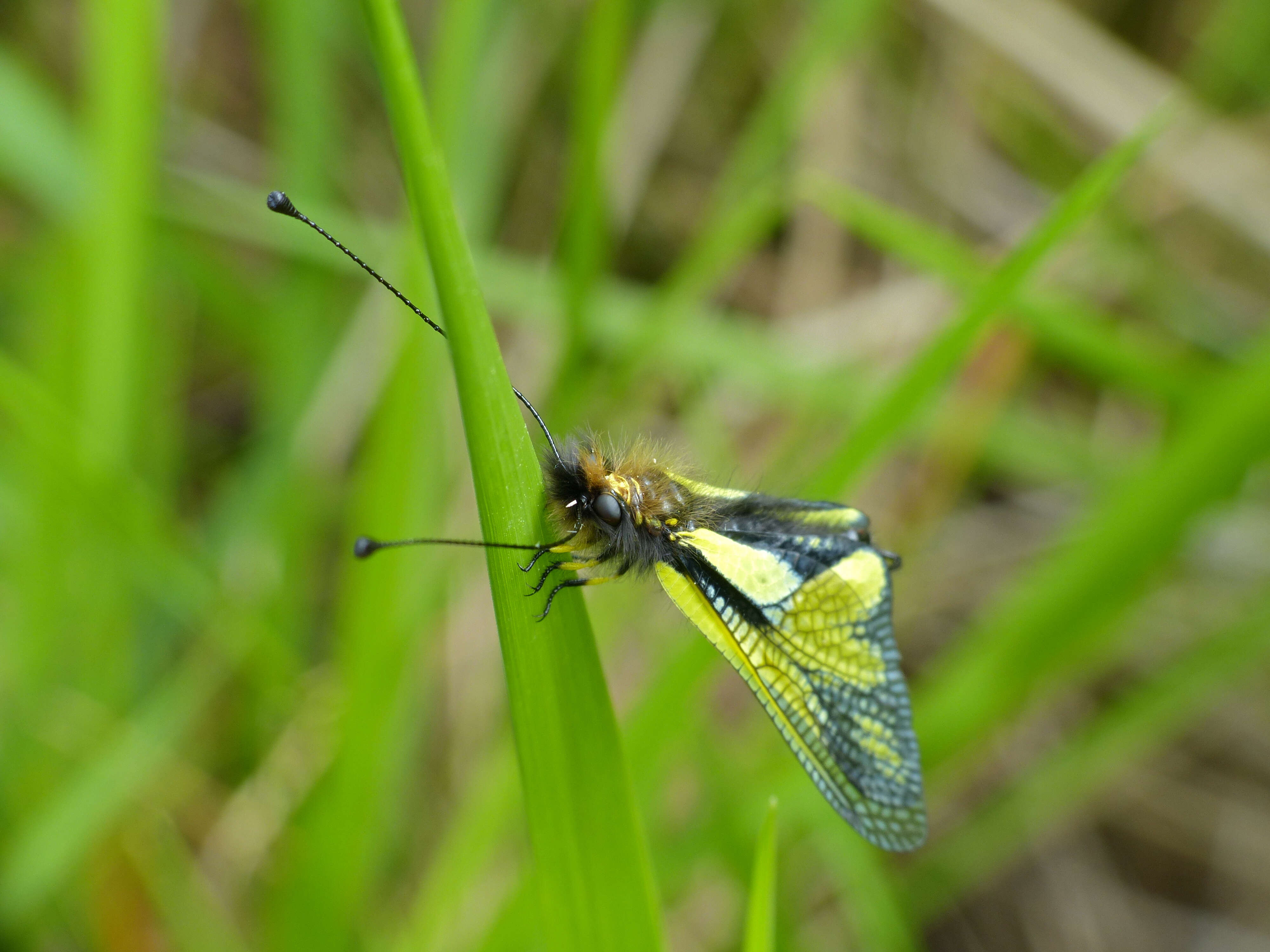 Image of Owly sulphur