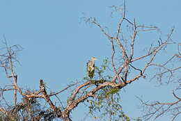 Image of Ardea Linnaeus 1758