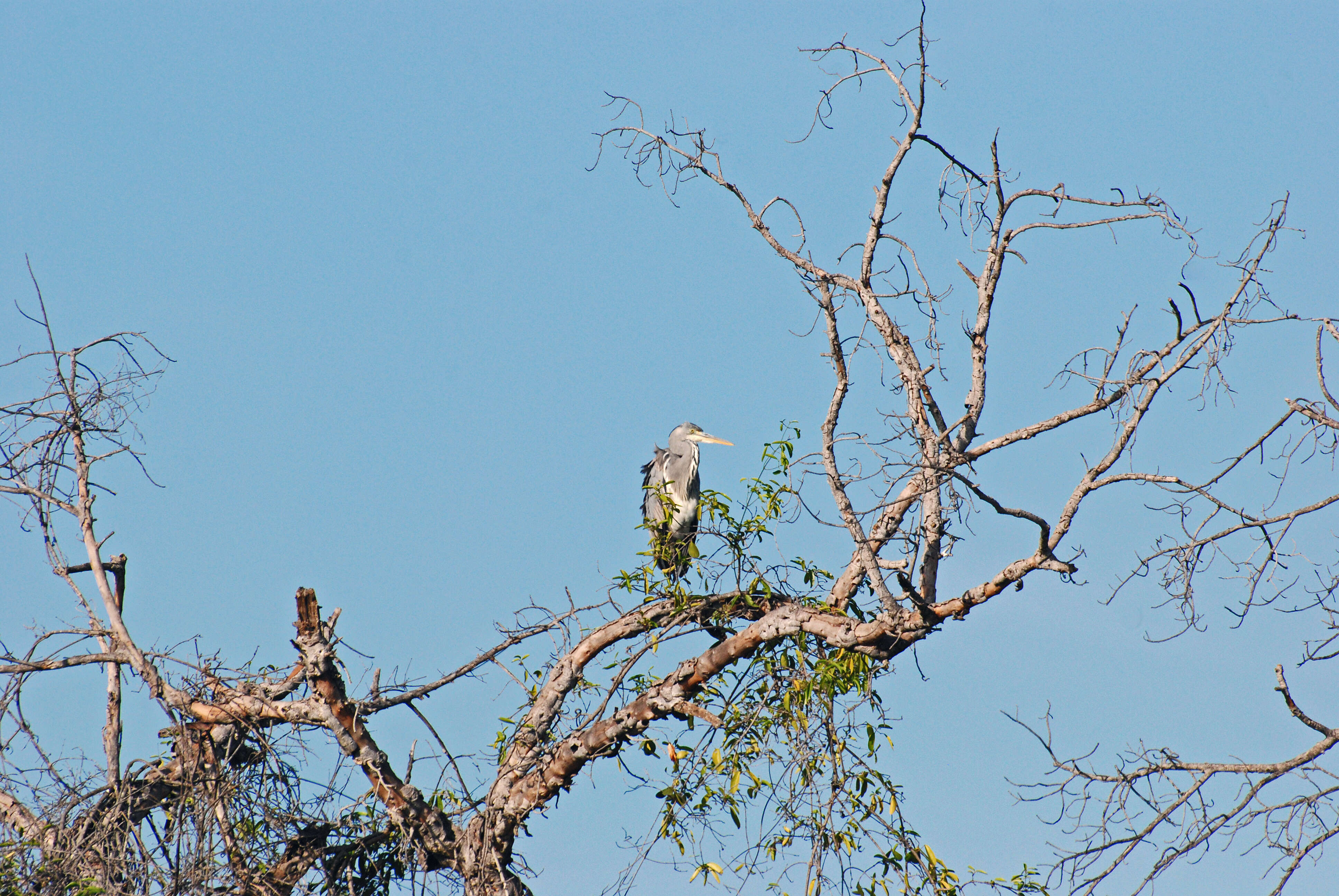 Image of Ardea Linnaeus 1758