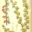 Sivun Berberis dictyophylla Franch. kuva
