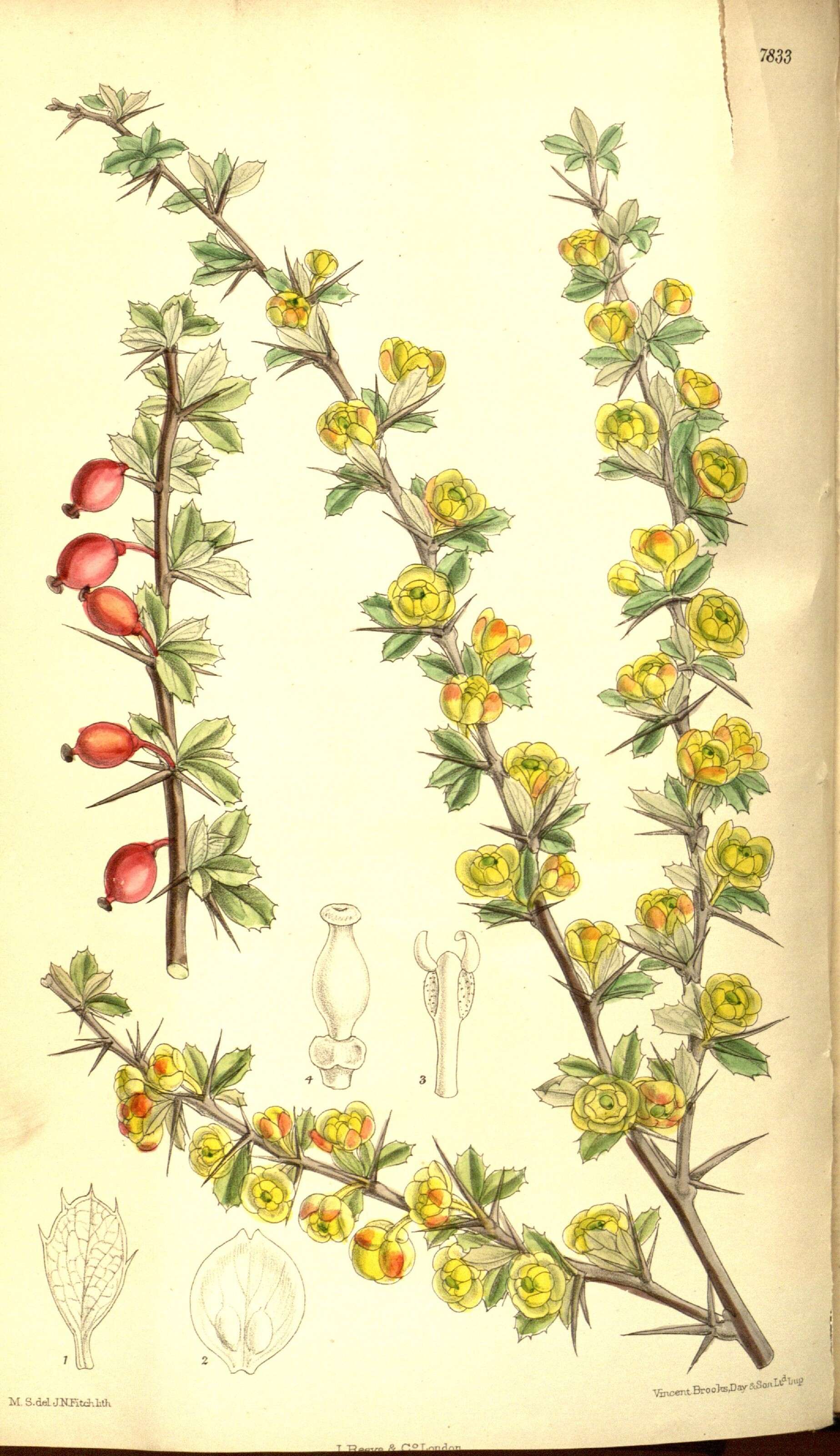 Image of Berberis dictyophylla Franch.