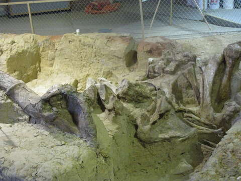 Image of Columbian mammoth