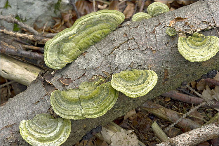 Image of Trametes hirsuta (Wulfen) Lloyd 1924