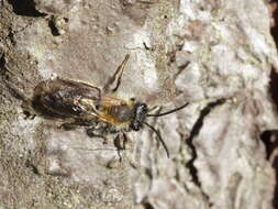 Image of Mining Bees