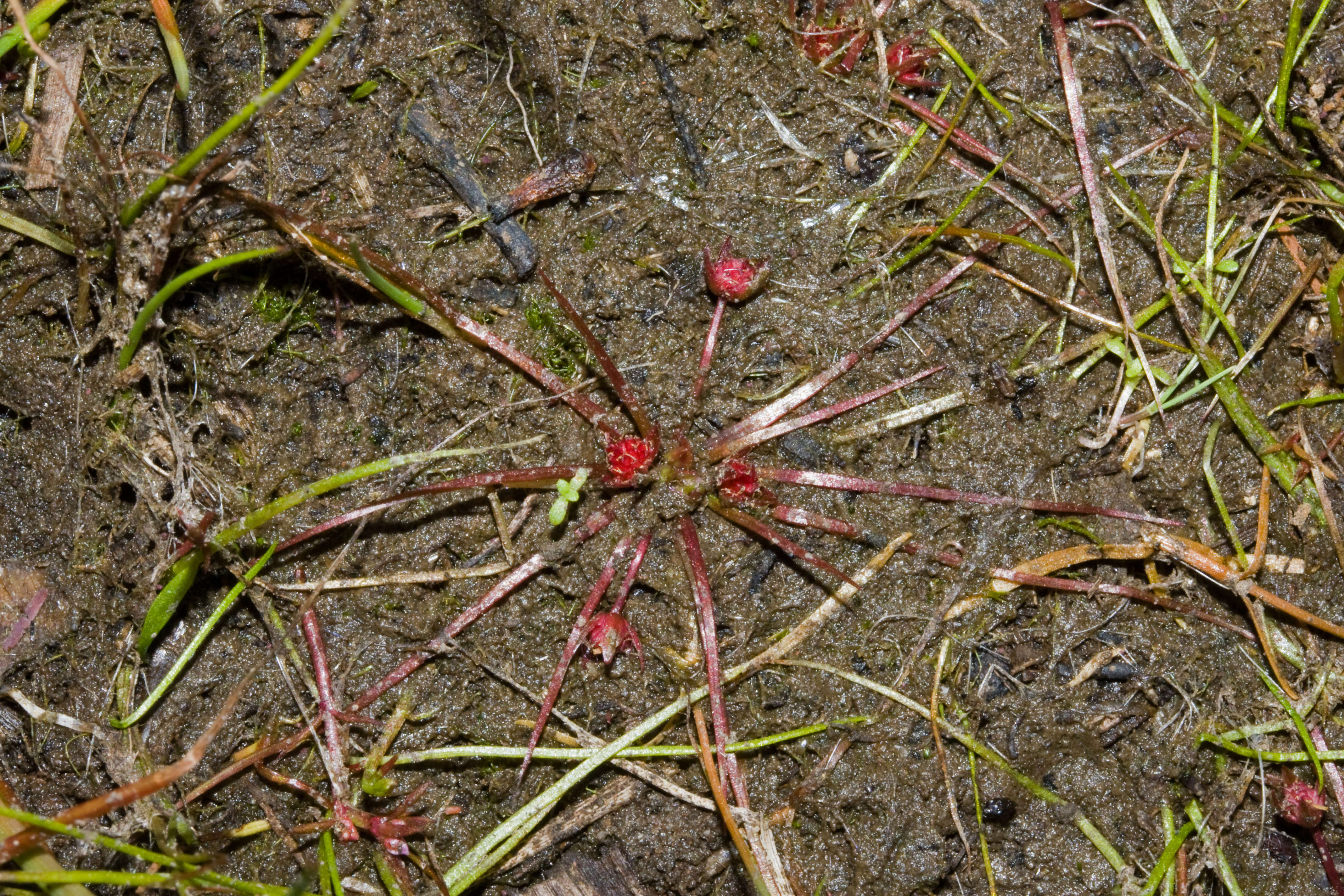 Image de Hydatellaceae