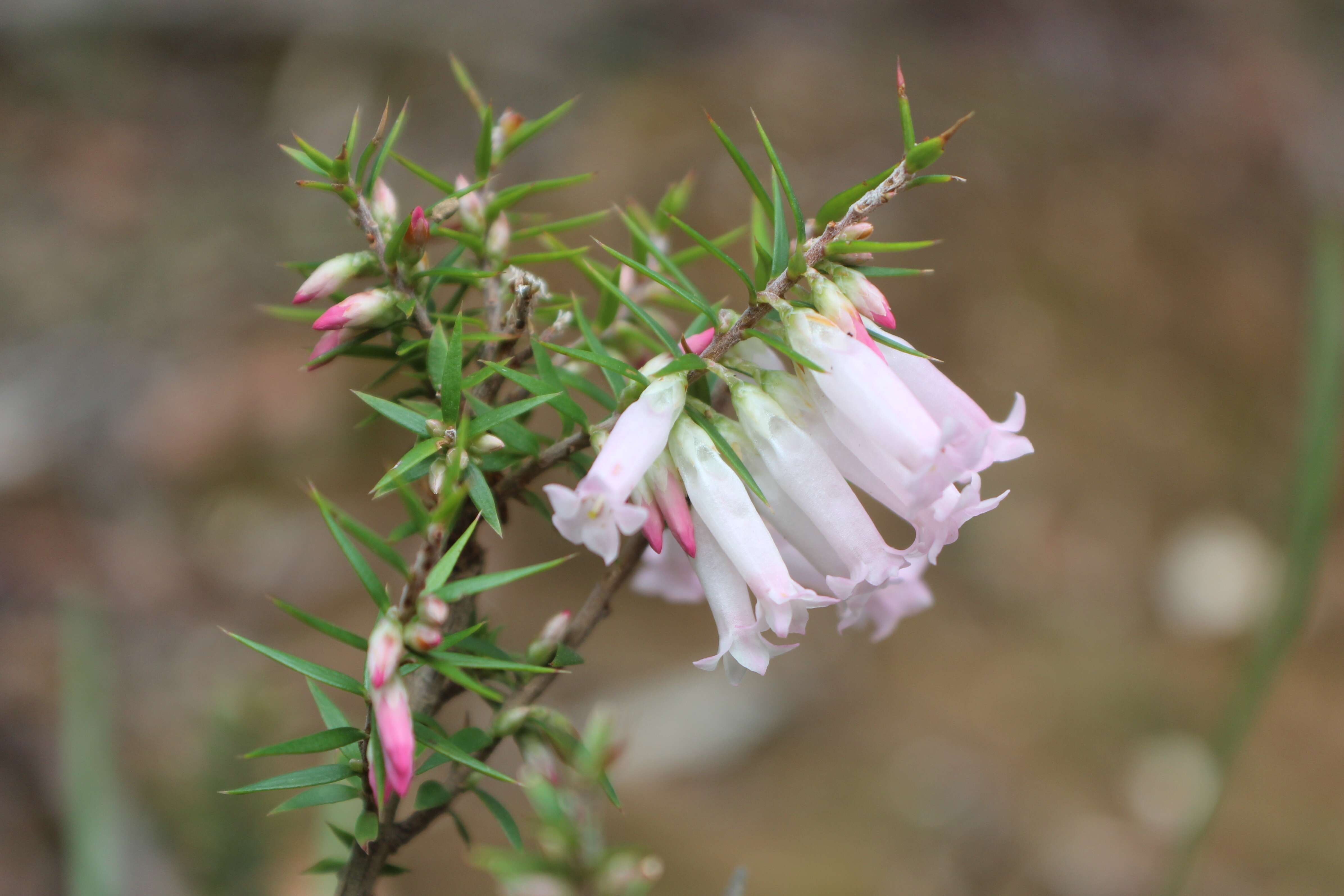 Plancia ëd Epacris impressa Labill.