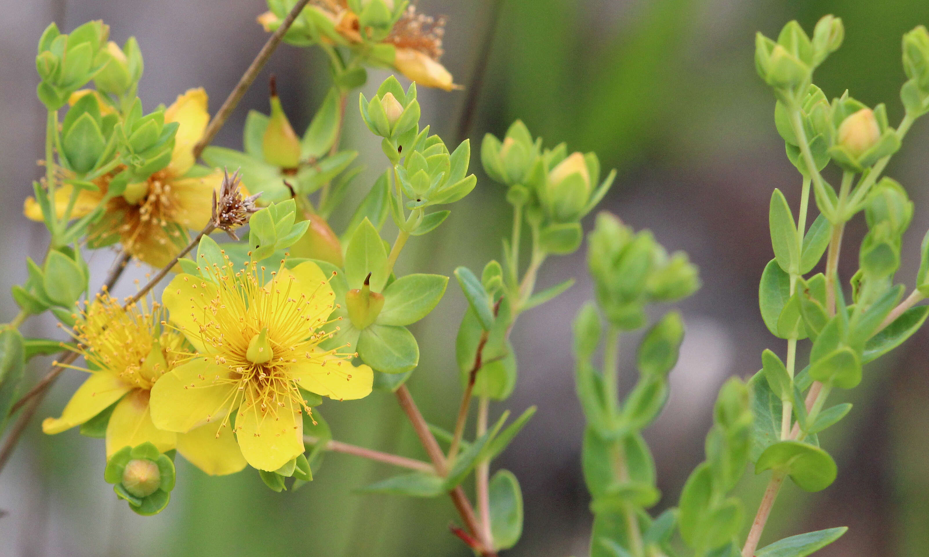 Image of Myrtle-Leaf St. John's-Wort