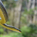 Image of Ryukyu Green Snake