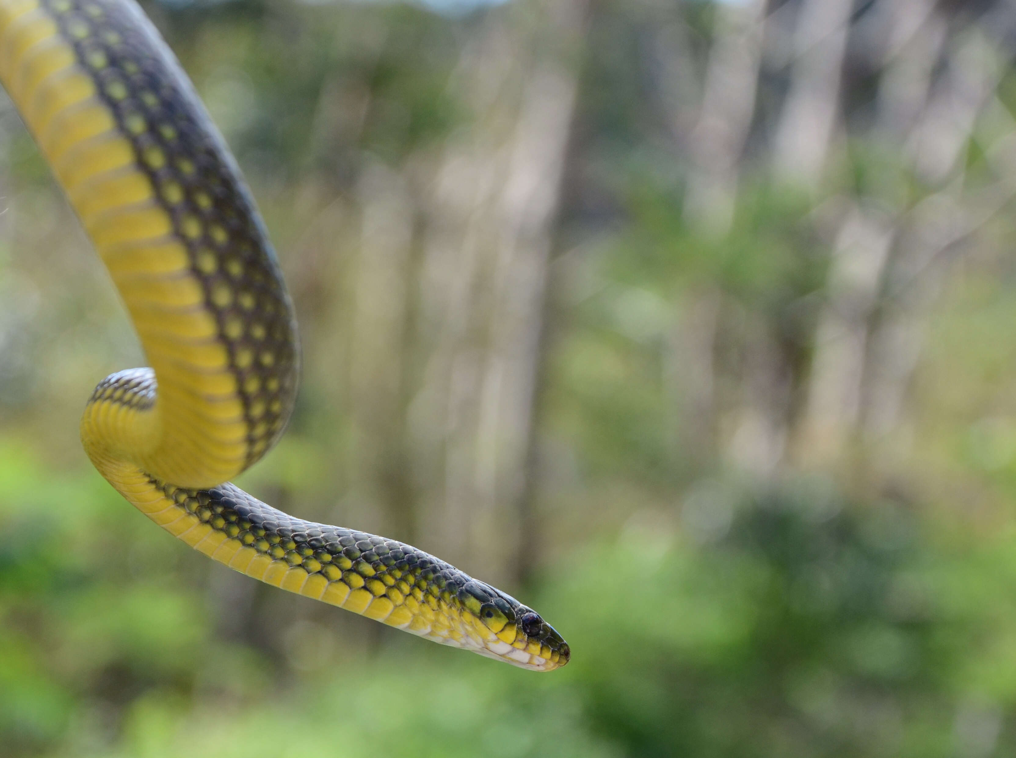 Image of Asian Green Snakes